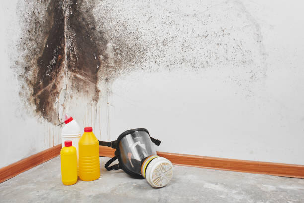 Best Attic Mold Remediation in Wye, MT