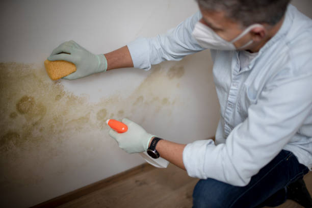 Best DIY Mold Remediation Support Services in Wye, MT
