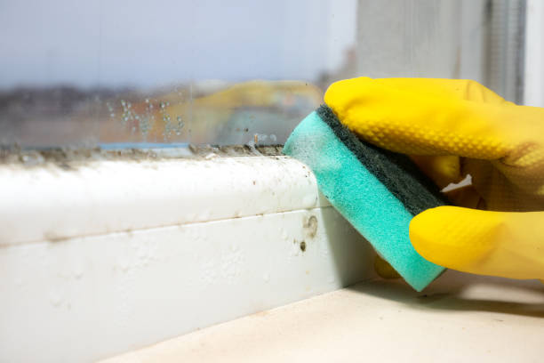 Best Bathroom Mold Remediation in Wye, MT