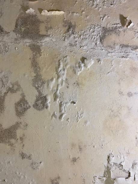 Best Mold Remediation for Schools in Wye, MT