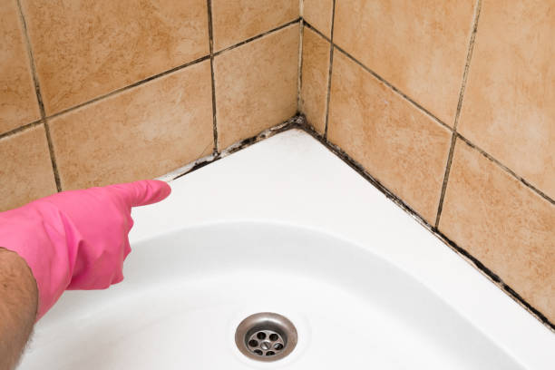 Best Crawl Space Mold Remediation in Wye, MT